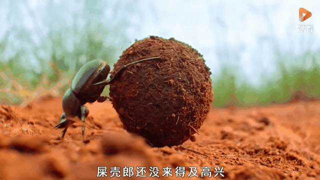 开云体育下载-关于滚球预测选手刷新世界纪录，震撼全场的信息