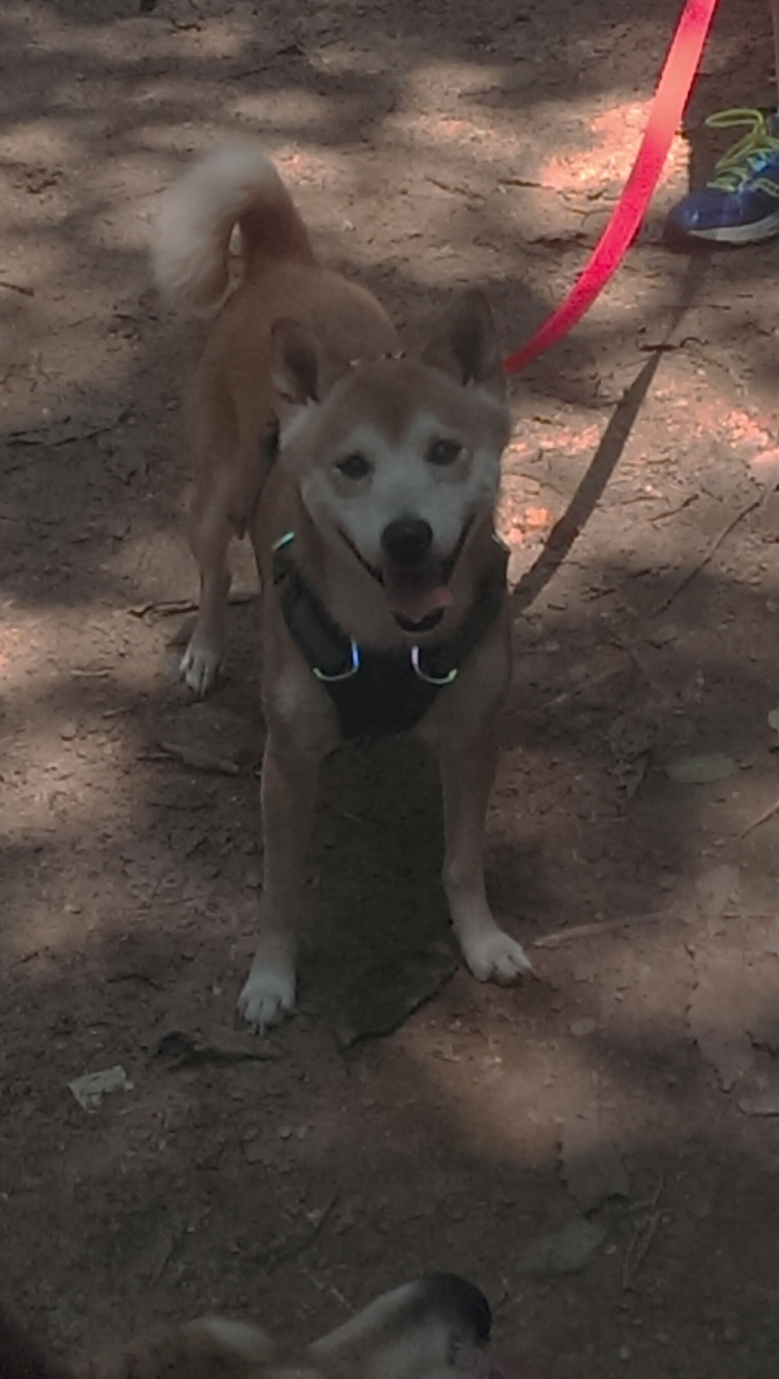 开云体育入口-决胜局惊魂！智利3-2力克德国，迪亚斯狂砍38分制霸全场