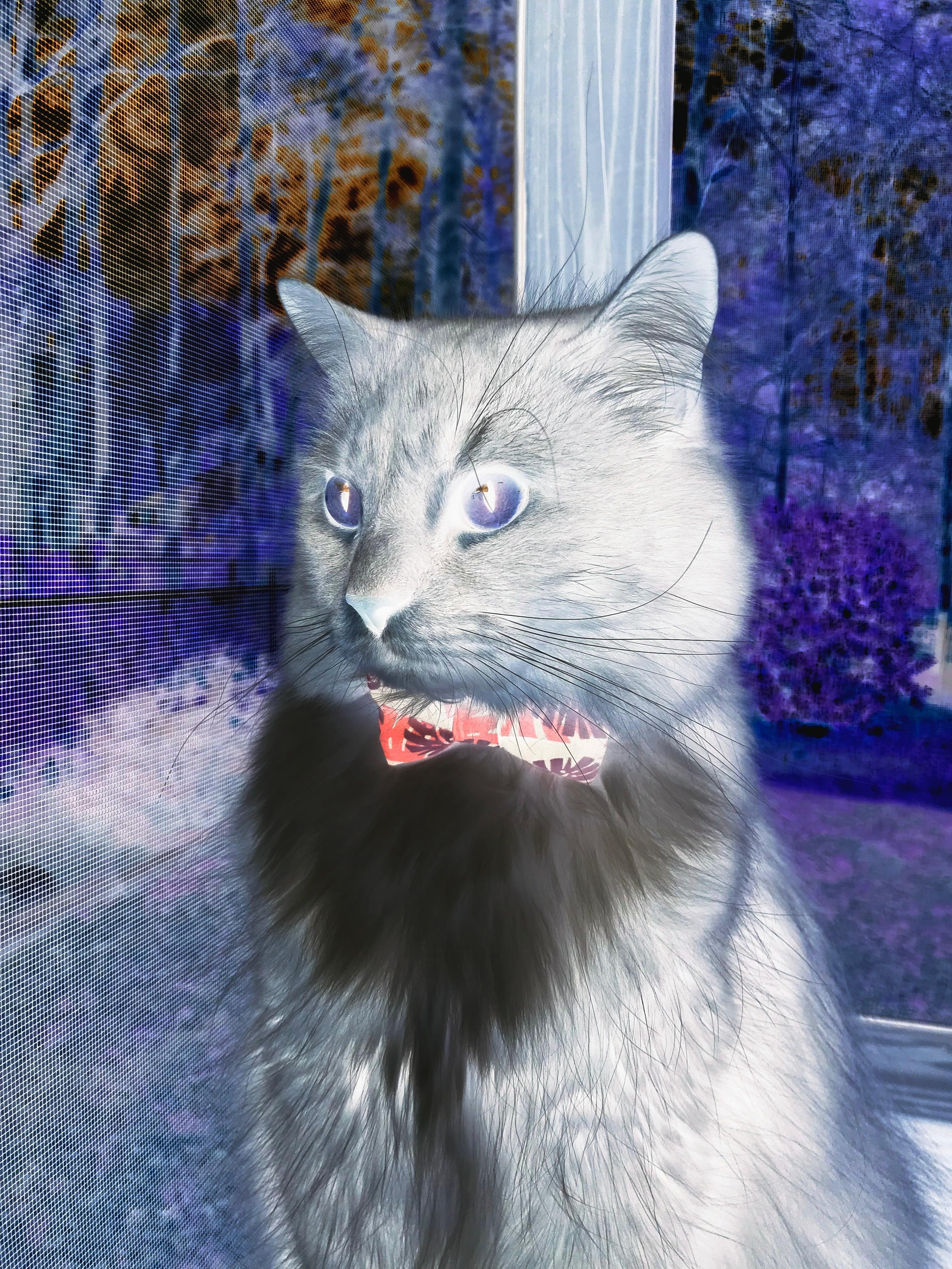 温哥华的逆袭，当加拿大足球遇见末节之王李刚仁