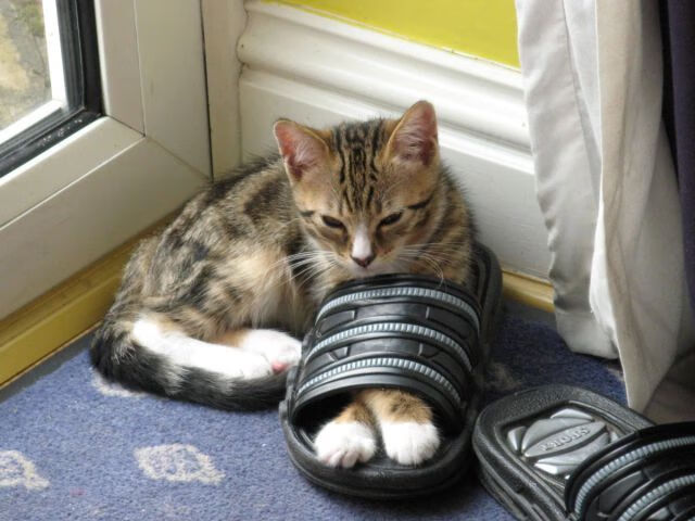 开云体育在线-火焰与绞索，内马尔热舞引爆赛场，澳大利亚编织战术牢笼