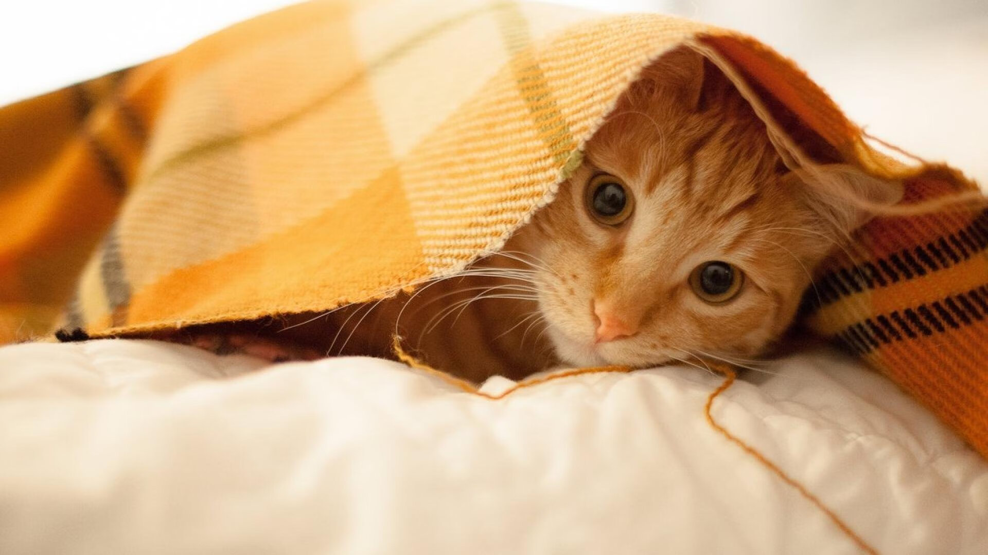 硝烟与绿茵,当乌克兰的意志穿过墨西哥的黄昏,京多安的齿轮在精密运转