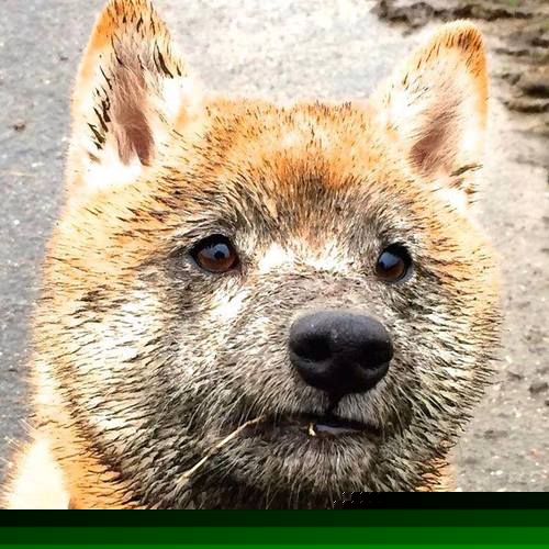 南宋铁骑踏碎枫叶猛龙—2026世界杯杭州焦点战记