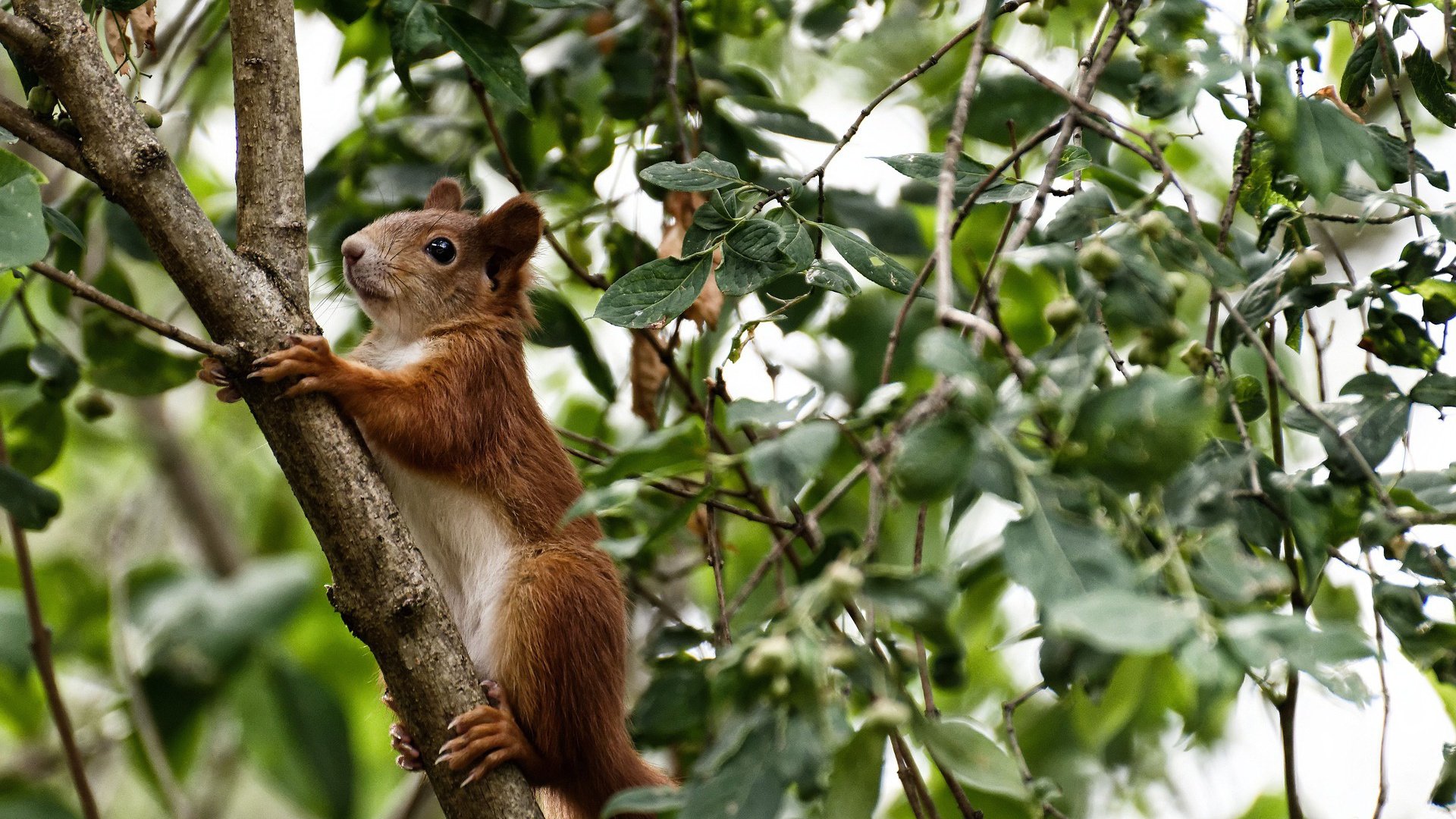 关键先生与团队胜利,从詹姆斯的大心脏到公牛击败黄蜂的团队韧性