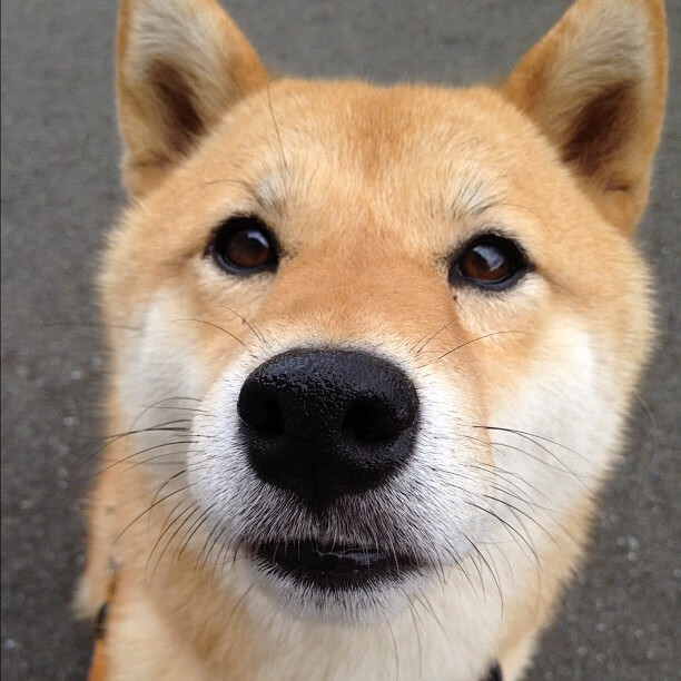 卢卡库一剑封喉，贝蒂斯战术风暴连续压制阿根廷