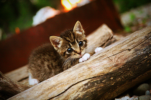 开云平台-鹰击长空，刃出苍穹，杜兰特以巨星之名定义对决