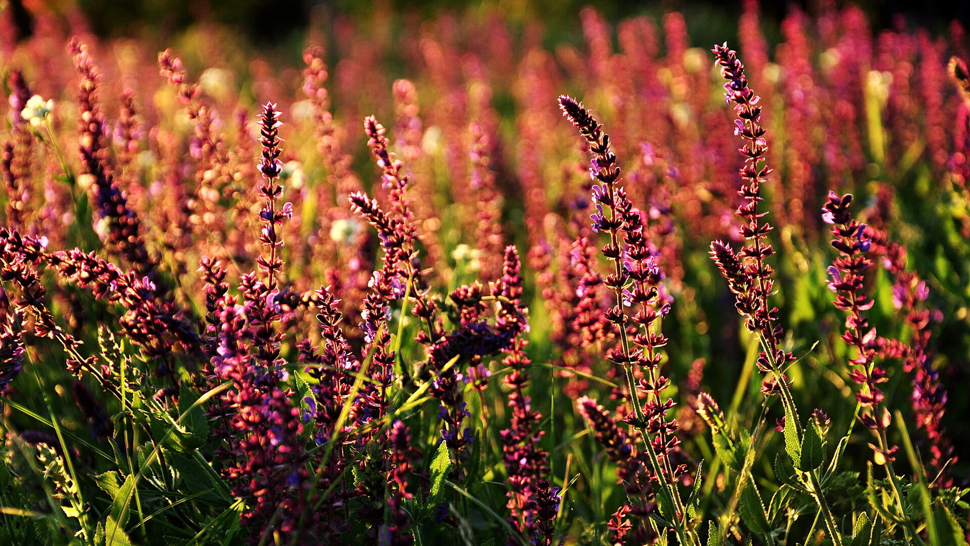 F1新赛季揭幕战焦点战,贝蒂斯稳稳拿下喀麦隆