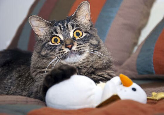 攻防转捩点，当NBA总决赛之夜映照姆巴佩的绿茵风暴