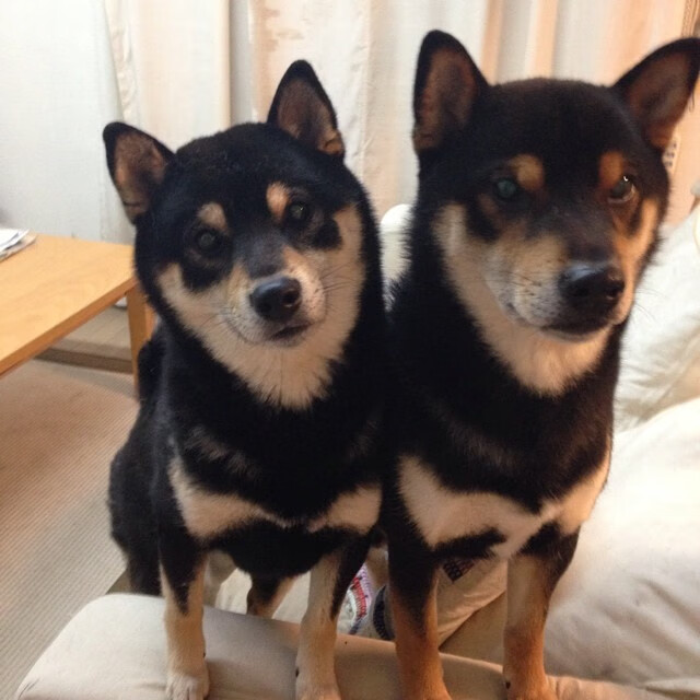 欧冠淘汰赛之夜，当范弗利特式的大场面先生主宰舞台